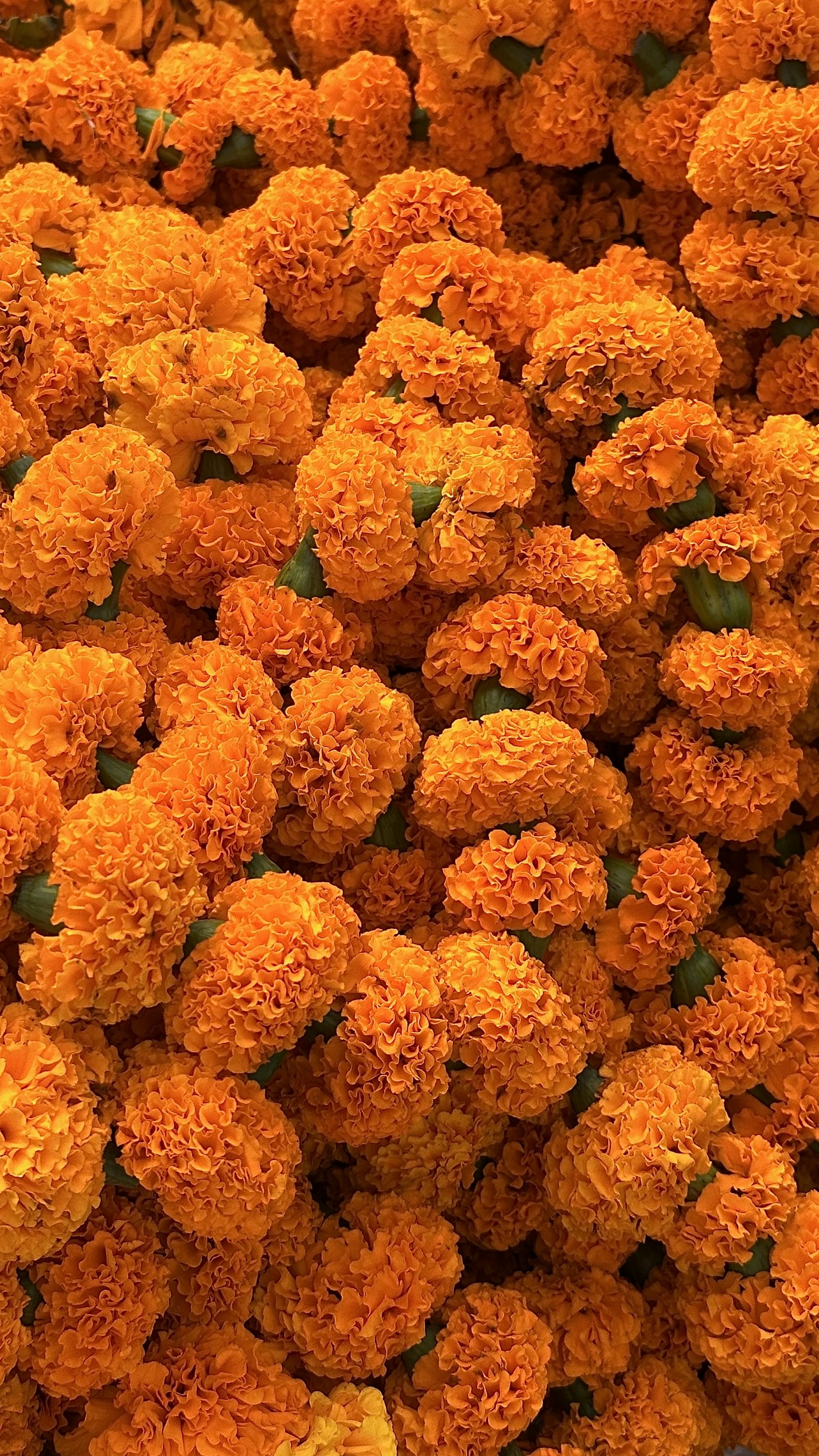 Marigolds arriving at the market, the calendar announcing the season